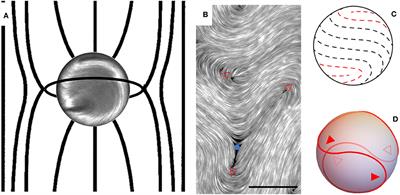 Dynamics of Ring Disclinations Driven by Active Nematic Shells